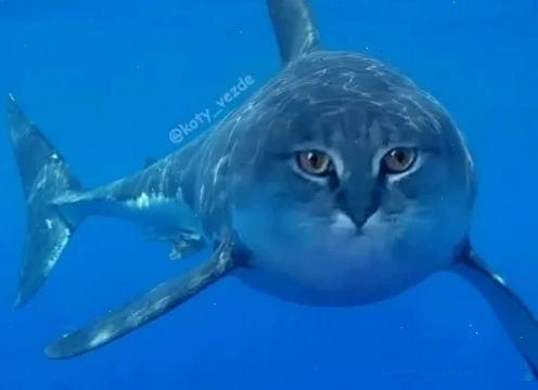 meme con cá sợ hãi meme con cá sợ hãi