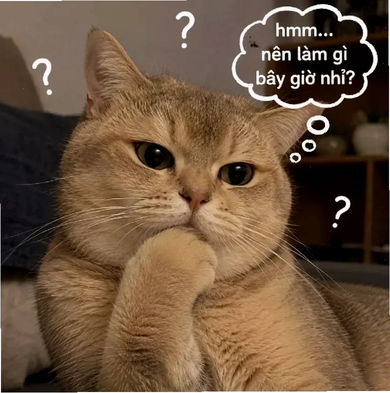 Mèo chống cằm meme con mèo chống cằm suy nghĩ