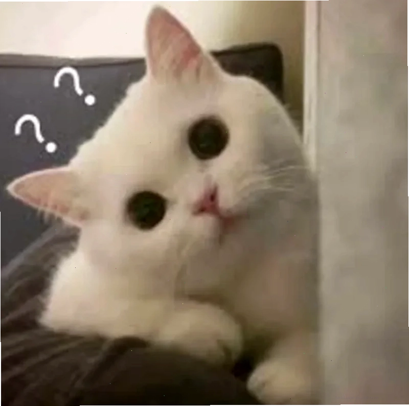 meme con mèo dấu chấm hỏi