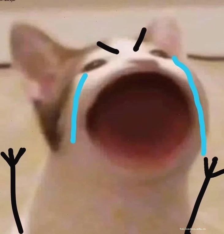 Mèo bên cửa sổ meme con mèo khóc bên cửa sổ