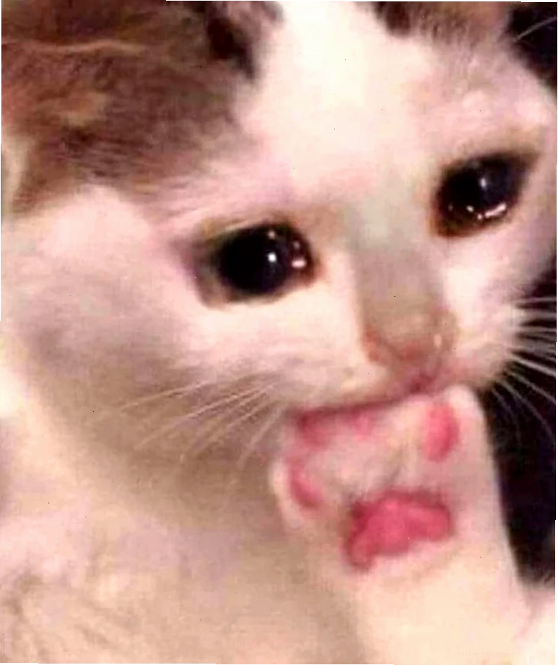 Mèo che miệng khóc meme con mèo khóc che miệng