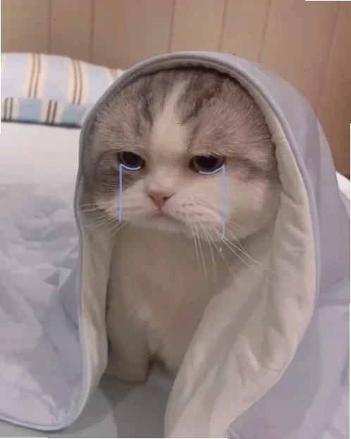 Mèo vừa khóc vừa cười meme con mèo khóc cười
