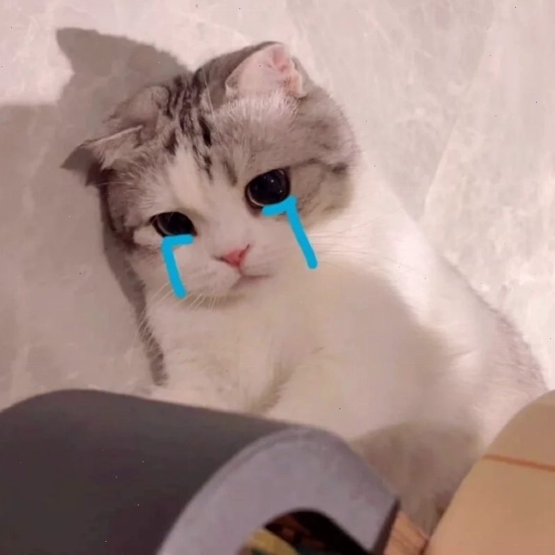 Mèo anime khóc meme con mèo khóc nhăn nhó