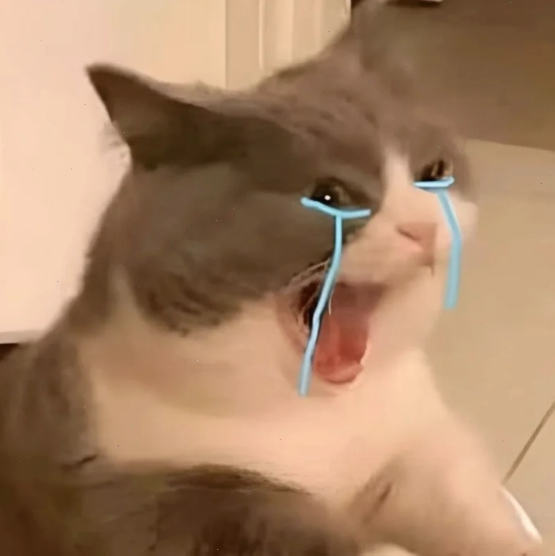 Mèo ôm đầu khóc meme con mèo khóc ôm đầu