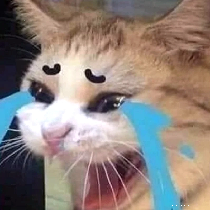 Mèo khóc sụt sùi meme con mèo khóc sụt sùi