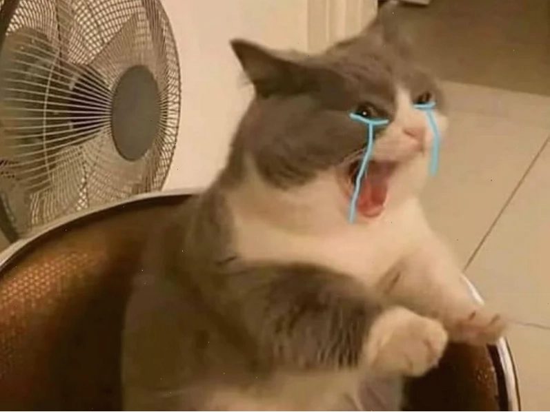 Mèo khóc thảm meme con mèo khóc thảm thiết