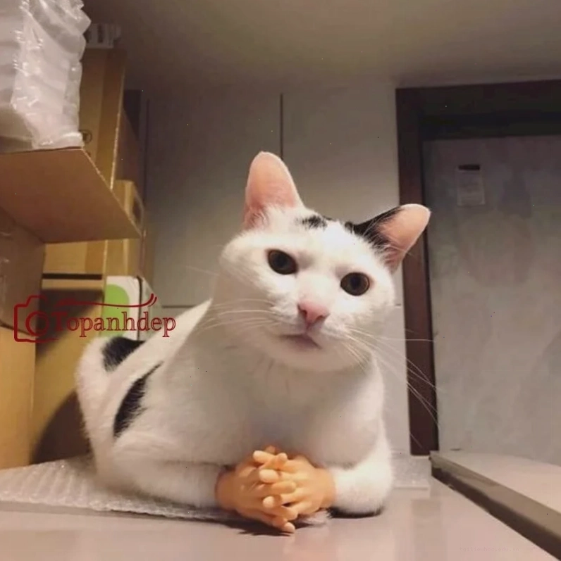 Mèo học giả meme con mèo suy nghĩ