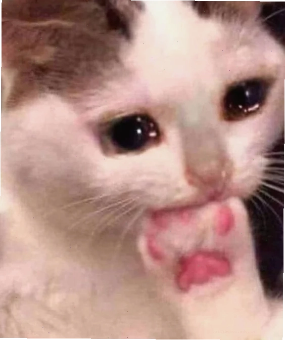 Mèo mơ màng meme con mèo suy nghĩ