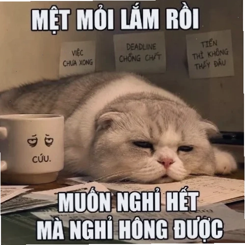 Mèo lo âu meme con mèo suy nghĩ