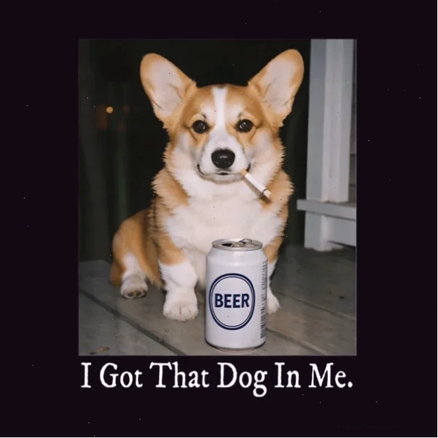 corgi meme vui vẻ meme corgi chơi đùa