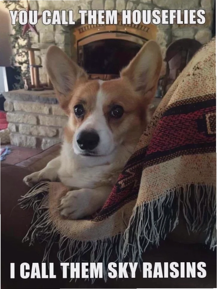 corgi meme ngộ nghĩnh meme corgi đáng yêu