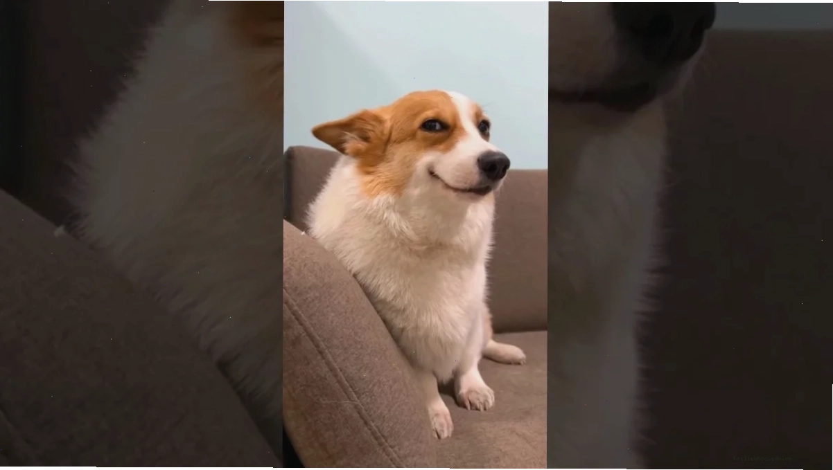 corgi meme du lịch meme corgi đi chơi