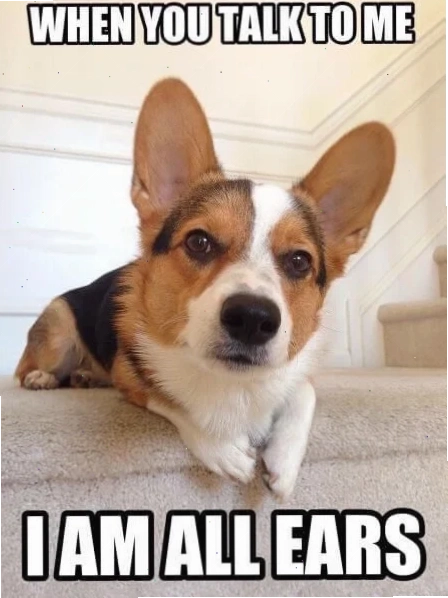 corgi meme năng động meme corgi dog