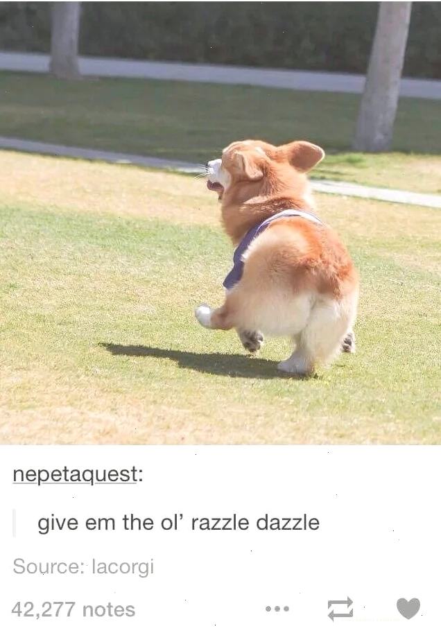 corgi meme dễ thương meme corgi hài hước