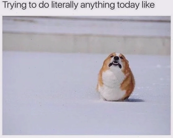 corgi meme nghiêm túc meme corgi làm việc