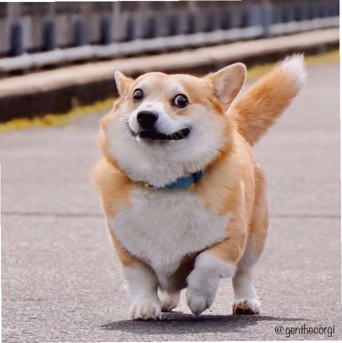 corgi meme suy tư meme corgi loading
