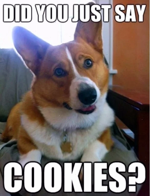 corgi meme lười biếng meme corgi nằm dài