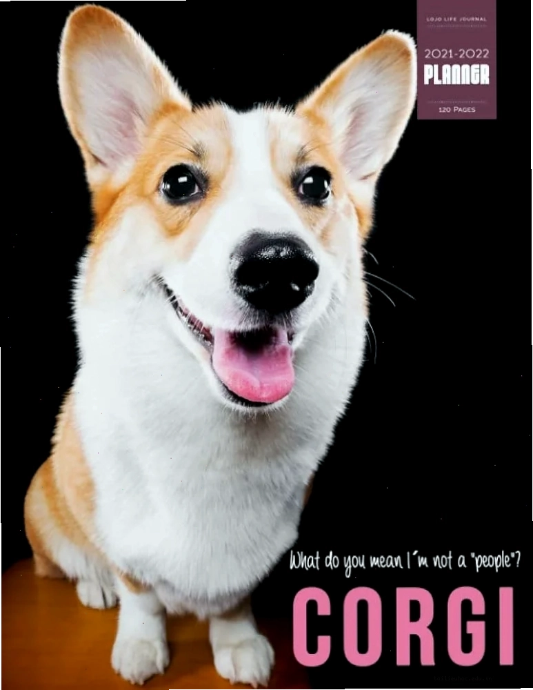 corgi meme sạch sẽ meme corgi tắm rửa