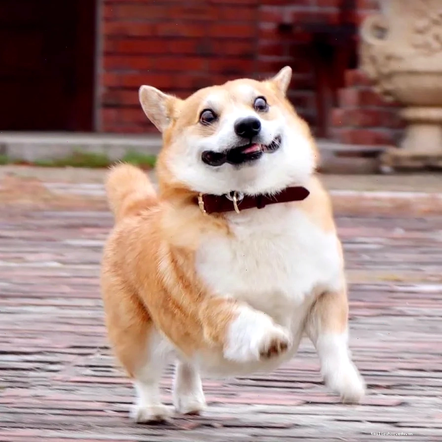 corgi meme năng động meme corgi tập thể dục