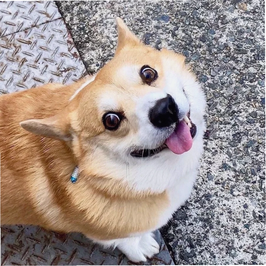 corgi meme hạnh phúc meme corgi vui vẻ