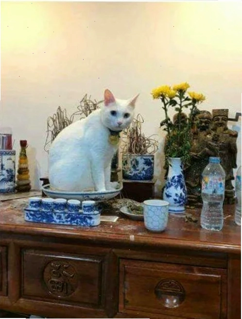 Meme cúng 3 meme cúng hài hước