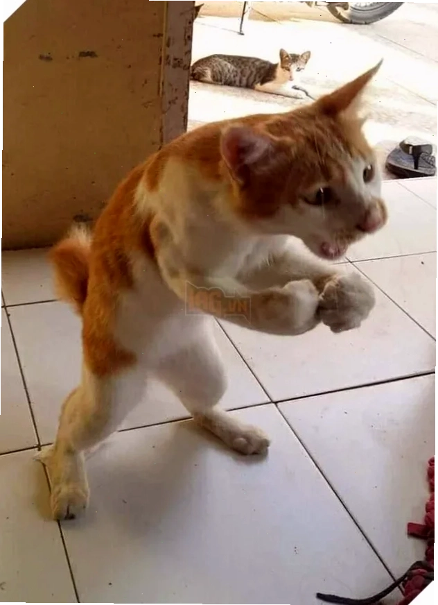 Ảnh đấm bóp meme đấm bóp
