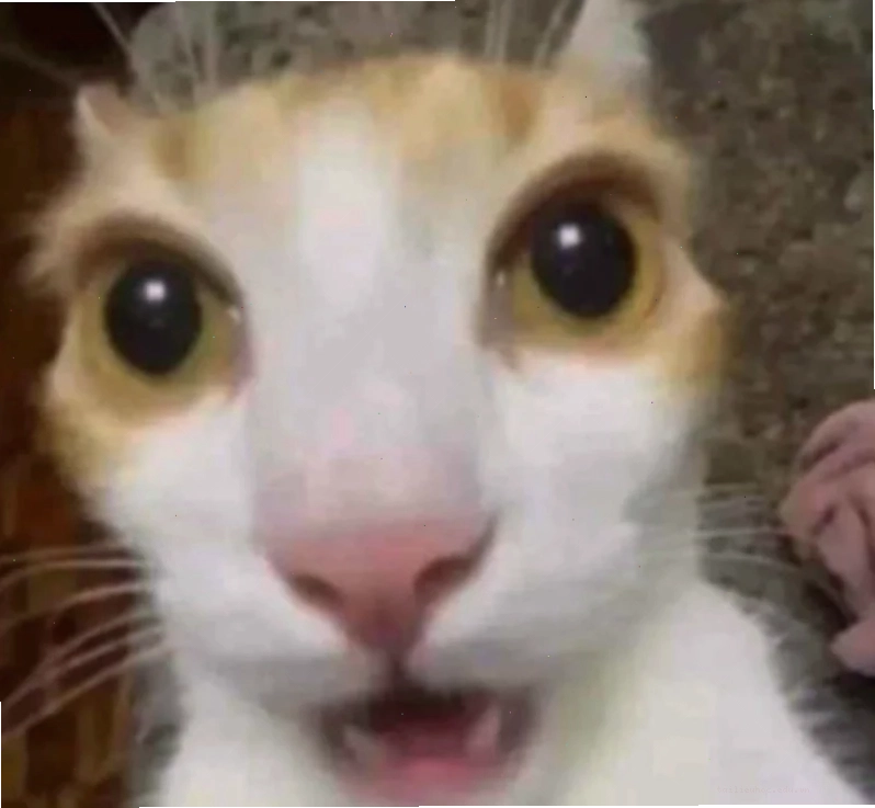 meme đáng sợ meme đáng sợ trên màn hình máy tính