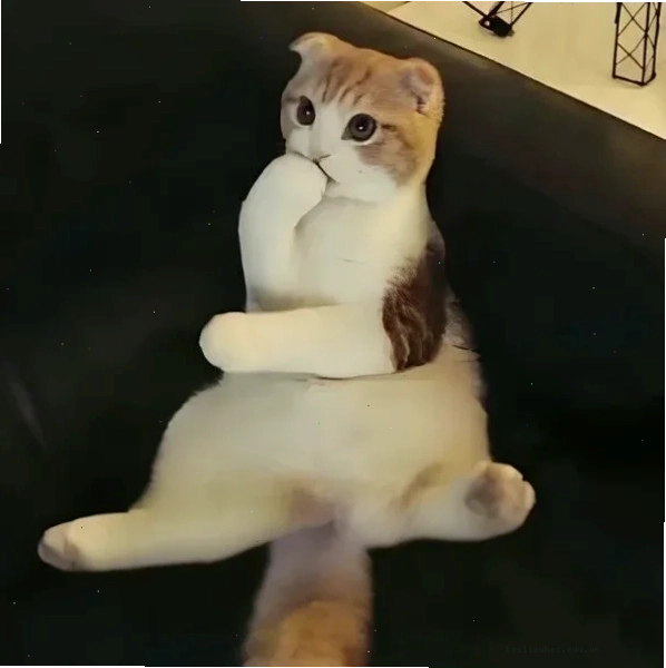 Con mèo hài hước Meme đáng suy ngẫm con mèo