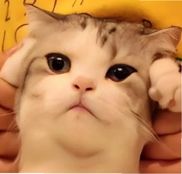 meme đau đầu meme đau đầu khi bị ép tiến độ