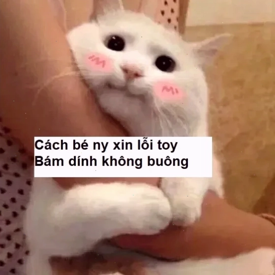 meme xin lỗi chân thành meme dỗ dành người yêu