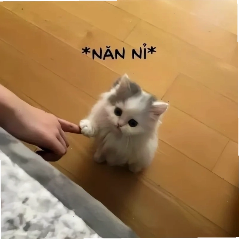meme mèo dỗi meme dỗ người yêu dỗi hài hước