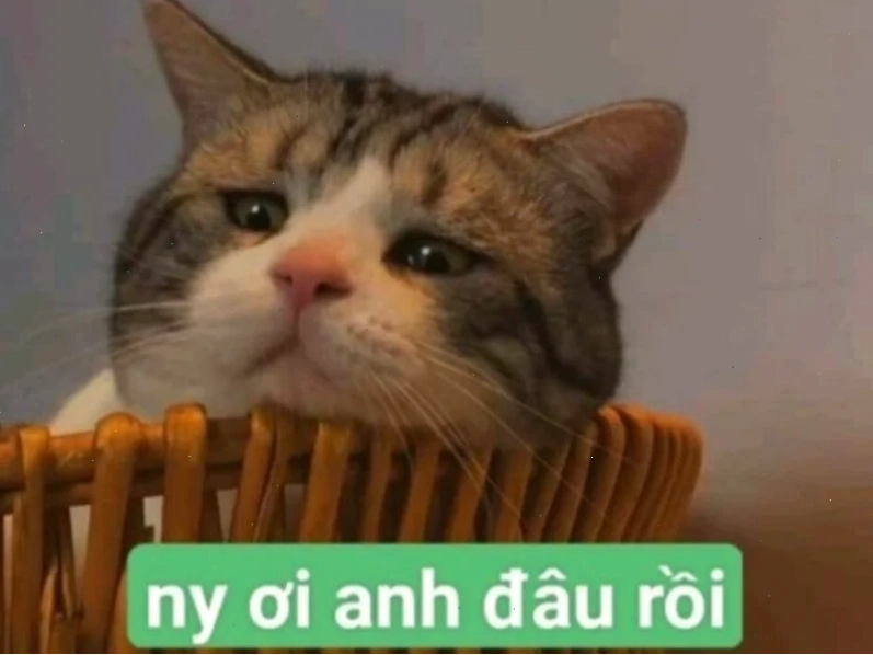 meme chúc ngủ ngon meme dỗ người yêu ngủ