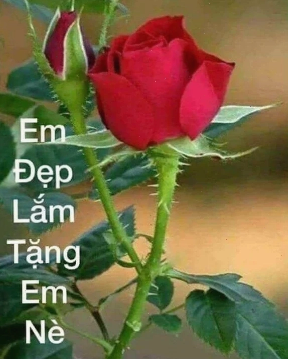 meme em đẹp lắm meme em đẹp lắm