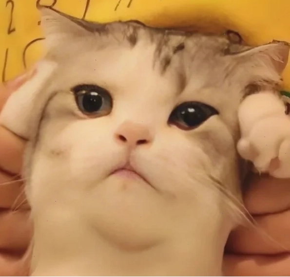 meme gõ đầu meme gõ đầu