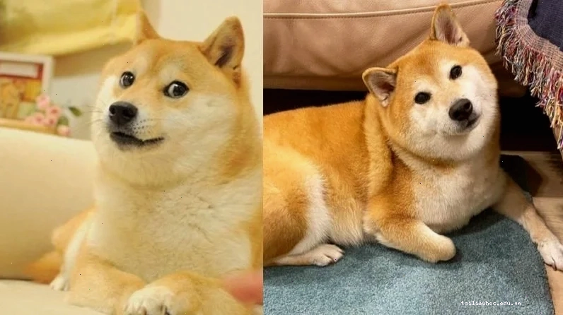 meme gõ đầu meme gõ đầu