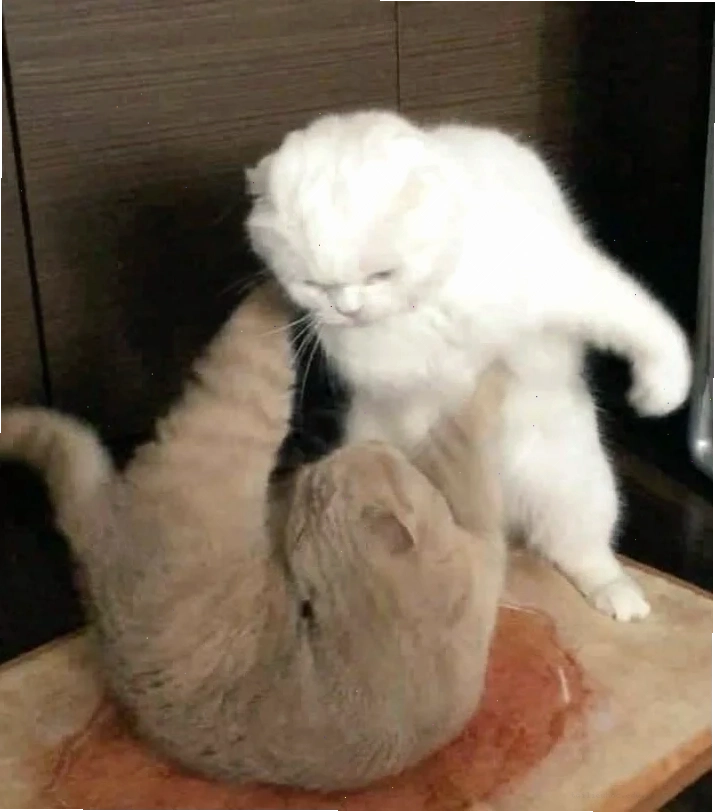 meme gõ đầu meme gõ đầu