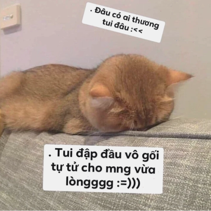 meme gõ đầu meme gõ đầu