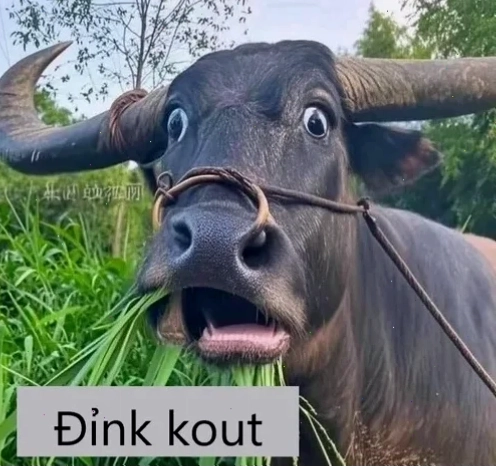 Meme hạnh phúc xinh đẹp tuyệt vời meme