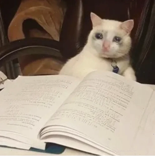meme học bài đi meme học bài đi dưới ánh đèn