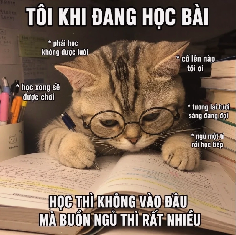 meme học bài đi meme học bài đi kiểu bất lực