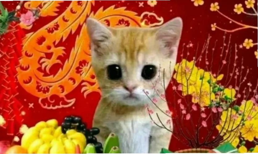 meme thi cử meme học tập thi cử