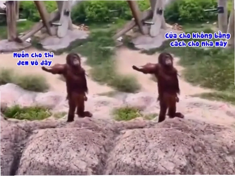 Khỉ đột phản đối meme khỉ đột giơ ngón giữa