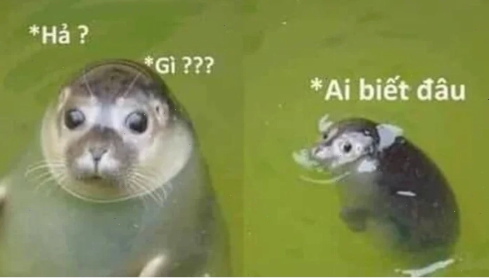 Ánh mắt vô tội meme không biết gì hết ánh mắt ngơ ngác