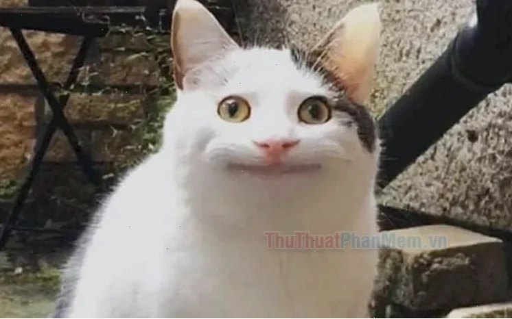 Gấu trúc ngơ ngác meme không biết gì hết của chú gấu