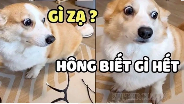 Chó Shiba vô số tội meme không biết gì hết khi chó giả vờ