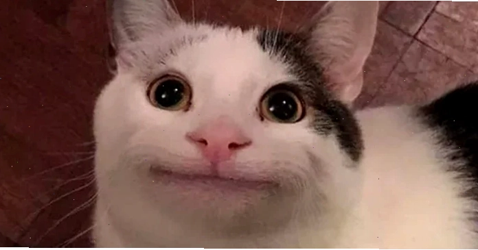 meme không chữ meme không chữ