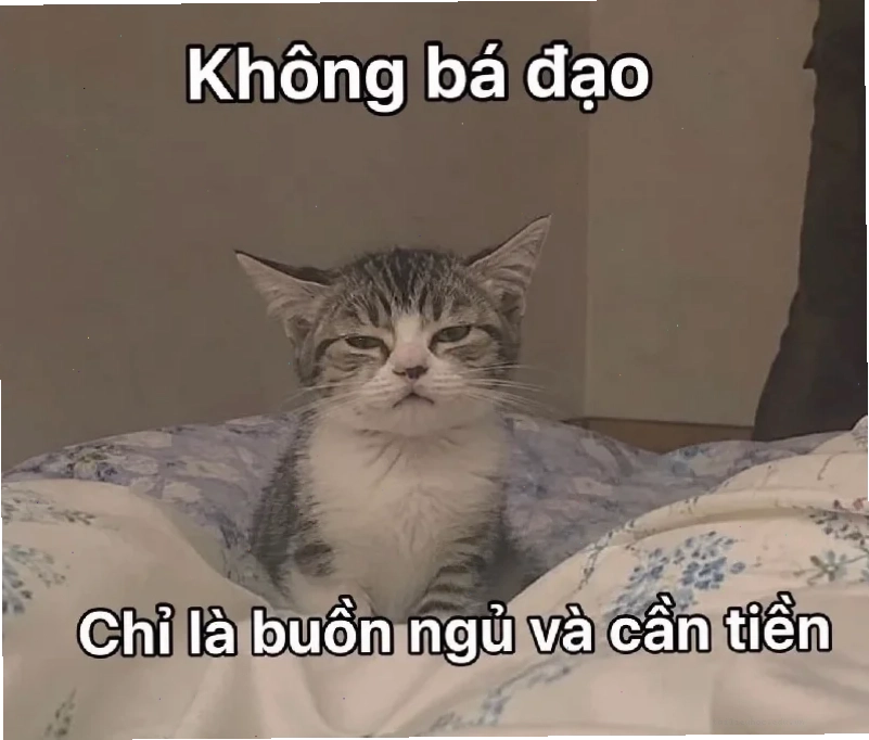 meme không chữ meme không chữ