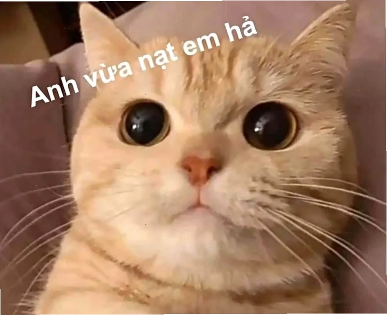 meme không chữ meme không chữ