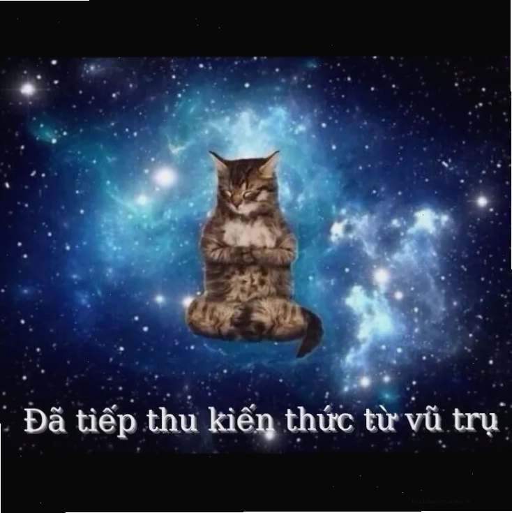 Mèo thông thái meme kiến thức này đã được tiếp thu của mèo
