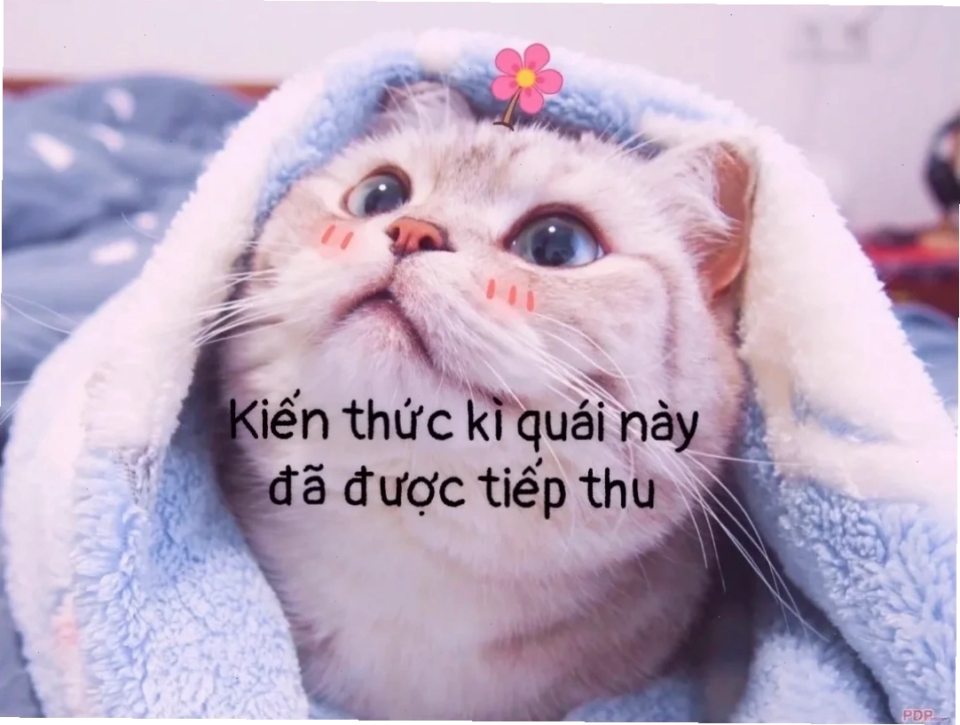 Biểu cảm ngốc nghếch meme kiến thức này đã được tiếp thu cùng biểu cảm ngốc